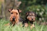 WELSH TERRIER 026